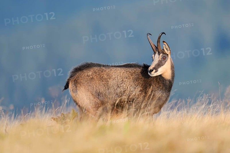 Chamois (Rupicapra rupicapra) in autumn, Vosges, France