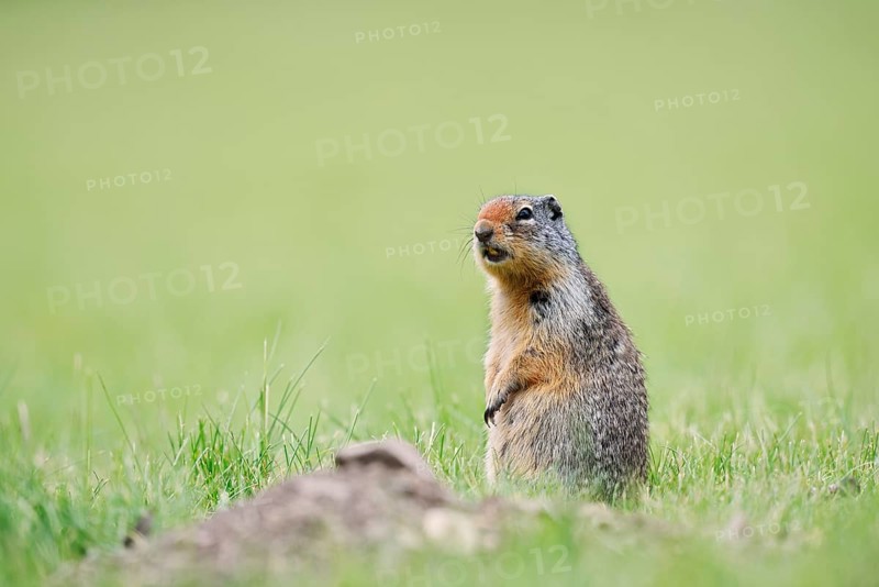 Columbia ground squirrel (Urocitellus columbianus, Spermophilus columbianus) sitting upright in a meadow, Waterton Lakes National Park, Alberta, Canada