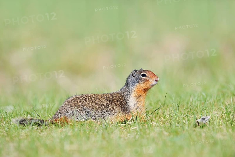 Columbia ground squirrel (Urocitellus columbianus, Spermophilus columbianus), Jasper National Park, Alberta, Canada