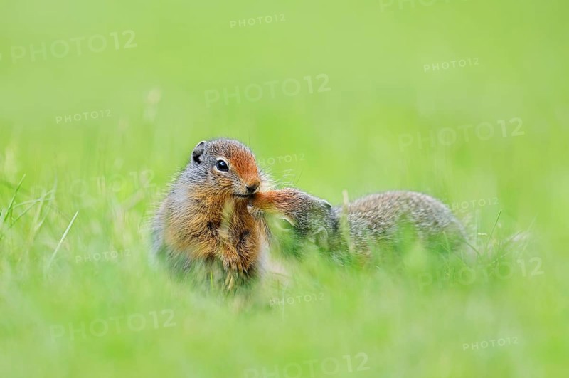 Columbia ground squirrel (Urocitellus columbianus, Spermophilus columbianus), young animals sniffing each other, Waterton Lakes National Park, Alberta, Canada