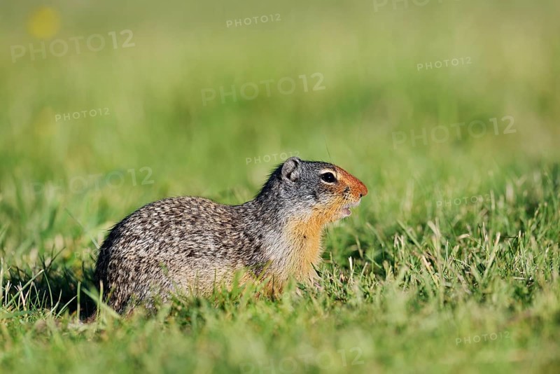 Columbia ground squirrel (Urocitellus columbianus, Spermophilus columbianus), Waterton Lakes National Park, Alberta, Canada