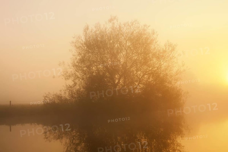 Silver willow (Salix alba) in the morning mist on the river Lippe at sunrise, North Rhine-Westphalia, Germany