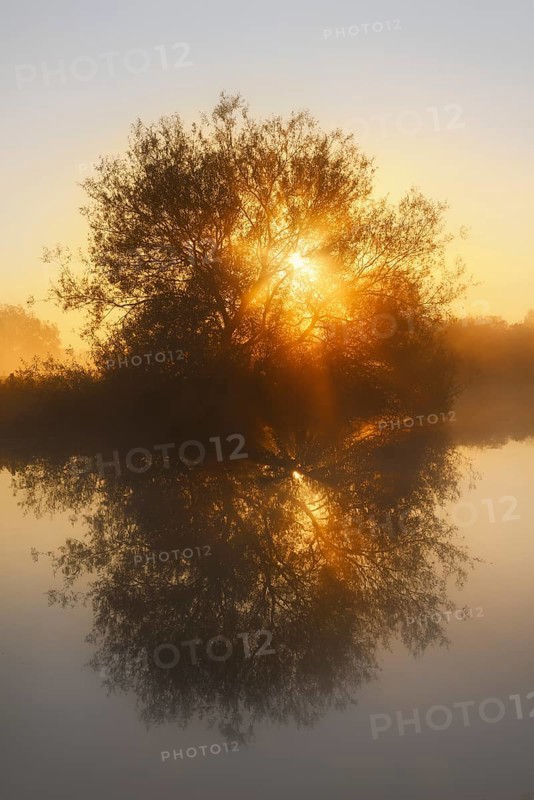 Silver willow (Salix alba) by the river Lippe at sunrise, North Rhine-Westphalia, Germany