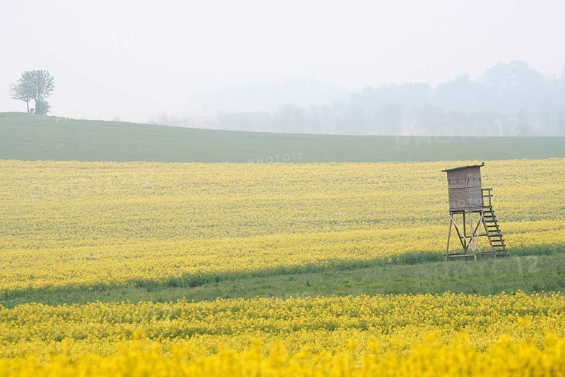 High seat and flowering rape field (Brassica napus) in spring, North Rhine-Westphalia, Germany