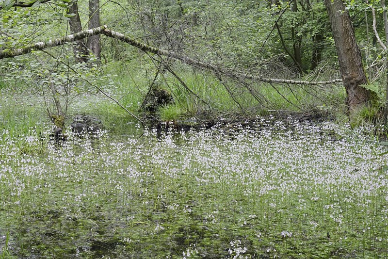 Flowering European water feather or water primrose (Hottonia palustris) in a pond, North Rhine-Westphalia, Germany