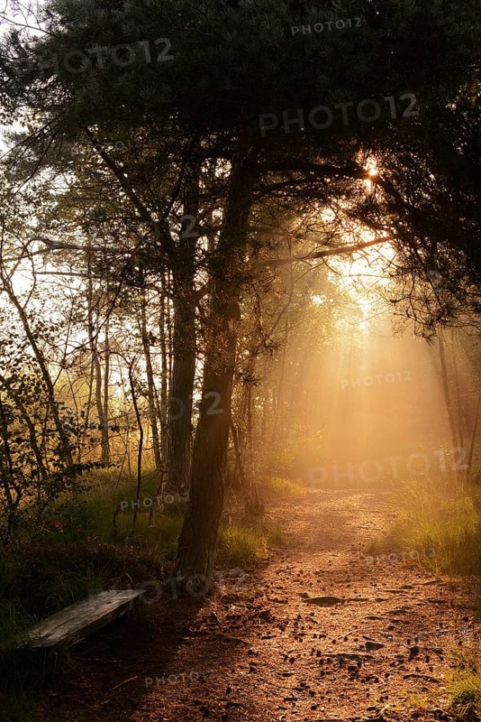 Forest path and bench in morning fog with sunbeams, Venner Moor, North Rhine-Westphalia, Germany