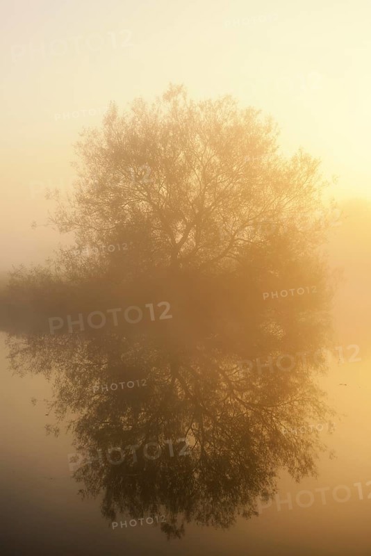 Silver willow (Salix alba) in the morning mist on the river Lippe at sunrise, North Rhine-Westphalia, Germany