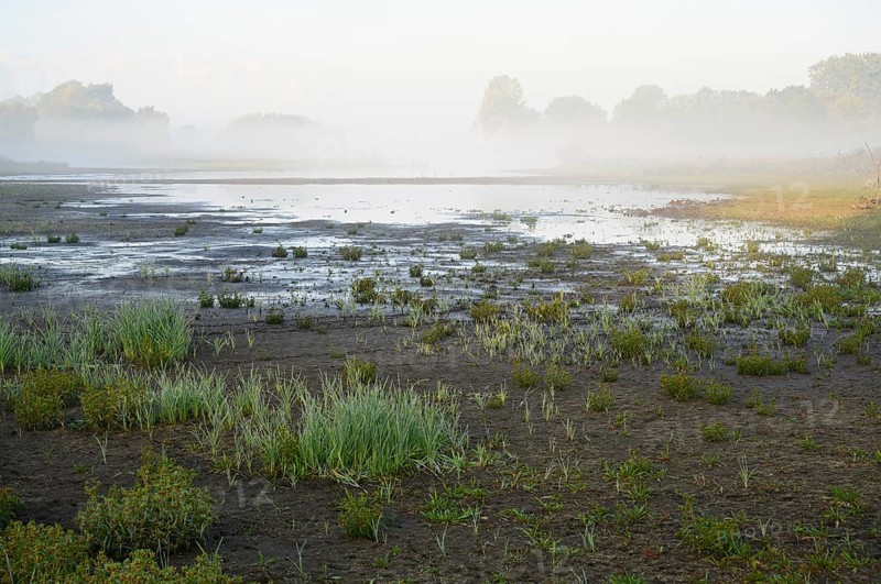 Partially dried out pond in autumn with morning fog, North Rhine-Westphalia, Germany