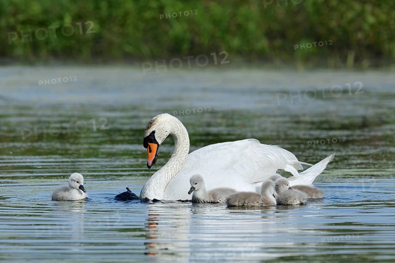 Mute swan (Cygnus olor) with chicks on a lake, North Rhine-Westphalia, Germany