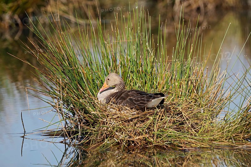 Greylag goose (Anser anser) sitting brooding on the nest, North Rhine-Westphalia, Germany