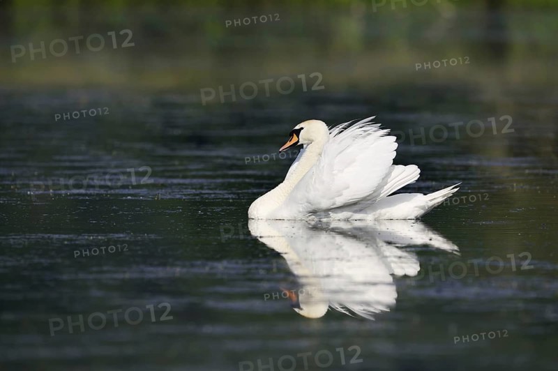 Mute swan (Cygnus olor) swimming threateningly, North Rhine-Westphalia, Germany