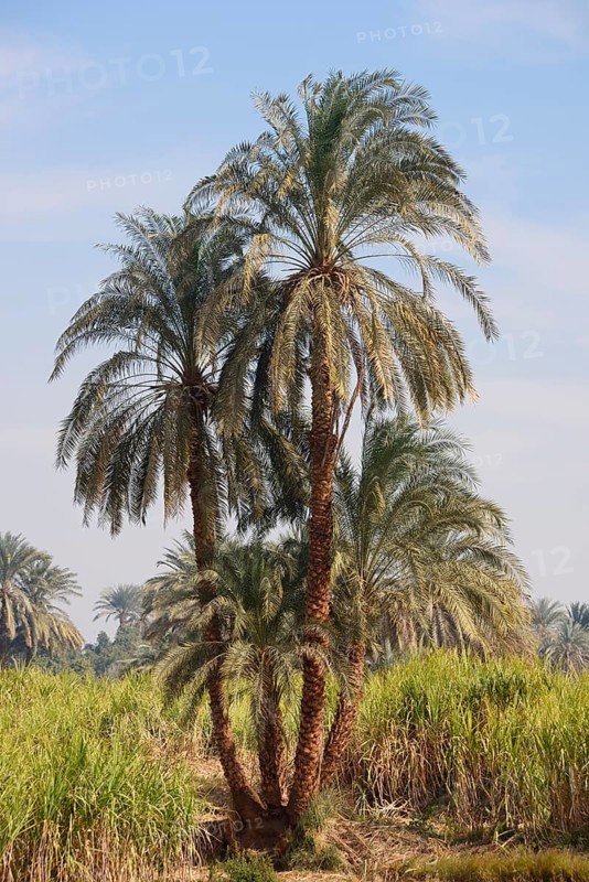 Real date palms (Phoenix dactylifera) along the Nile, Nile Valley, Egypt