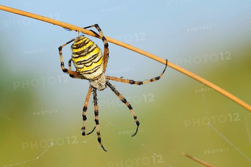 Wasp spider (Argiope bruennichi), female with dewdrops, North Rhine-Westphalia, Germany