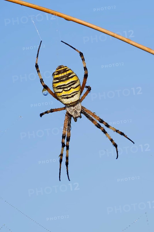 Wasp spider (Argiope bruennichi), female with dewdrops, North Rhine-Westphalia, Germany