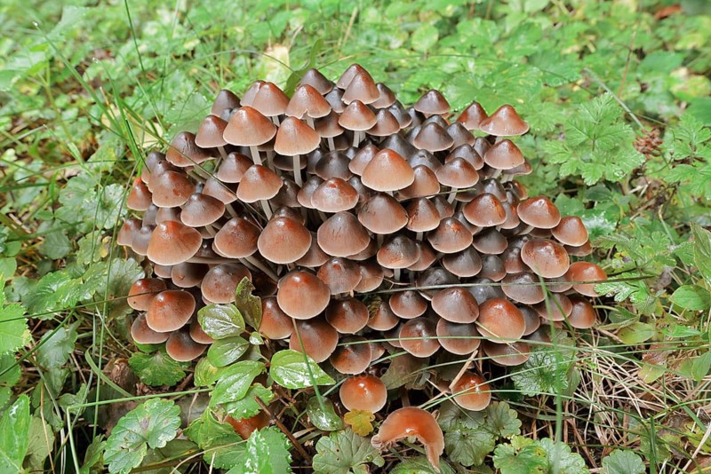 Rogers Mushroom (Britzelmayria multipedata, Psathyrella multipedata), North Rhine-Westphalia, Germany