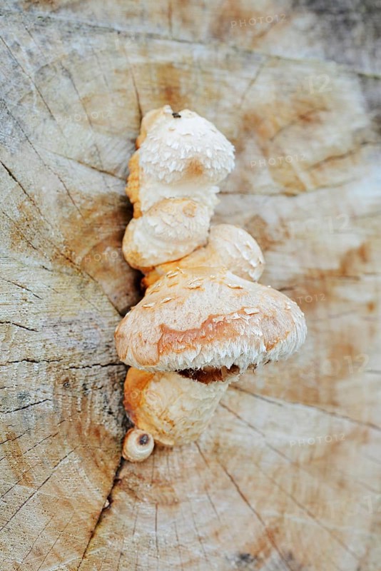 Poplar Schüppling (Hemipholiota populnea, Pholiota destruens), North Rhine-Westphalia, Germany