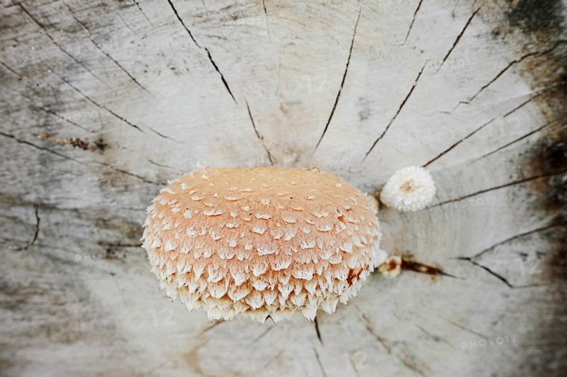 Poplar Schüppling (Hemipholiota populnea, Pholiota destruens), North Rhine-Westphalia, Germany