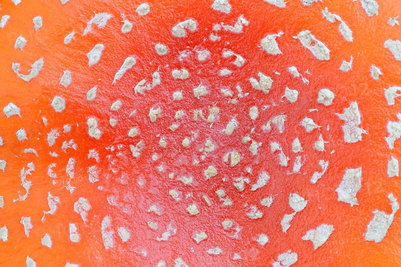 Fly agaric (Amanita muscaria), cap with flaky scales, North Rhine-Westphalia, Germany