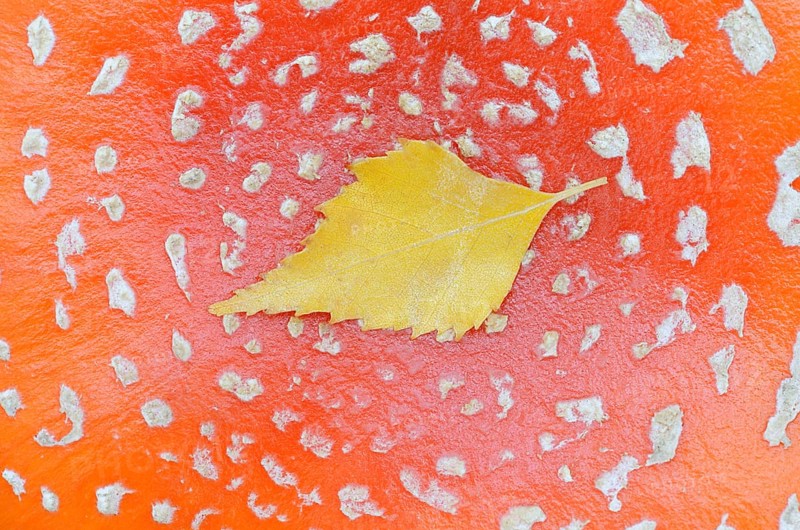 Fly agaric (Amanita muscaria), cap with flaky scales and birch leaf (Betula spec.), North Rhine-Westphalia, Germany