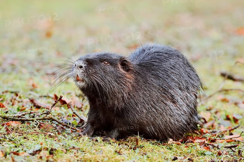 Nutria or swamp beaver (Myocastor coypus) on the shore, North Rhine-Westphalia, Germany, Neozoon in Europe