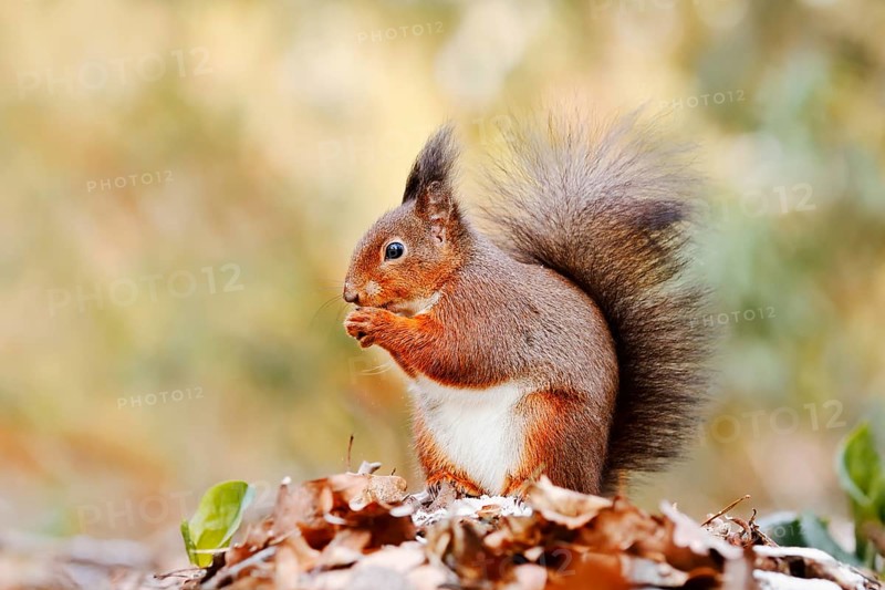 Eurasian squirrel (Sciurus vulgaris) sitting feeding on a pile of leaves with hoarfrost, North Rhine-Westphalia, Germany