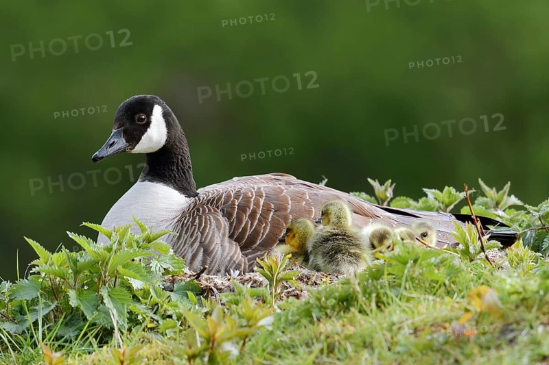 Canada goose (Branta canadensis) breeding with chicks on the nest, North Rhine-Westphalia, Germany