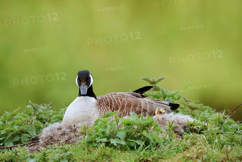 Canada goose (Branta canadensis) sitting brooding on the nest, North Rhine-Westphalia, Germany
