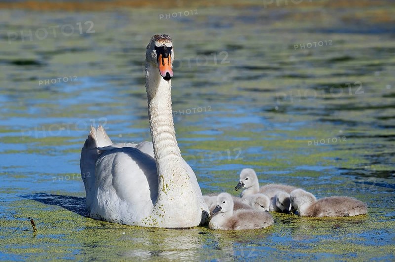 Mute swan (Cygnus olor) with chicks on a lake, North Rhine-Westphalia, Germany