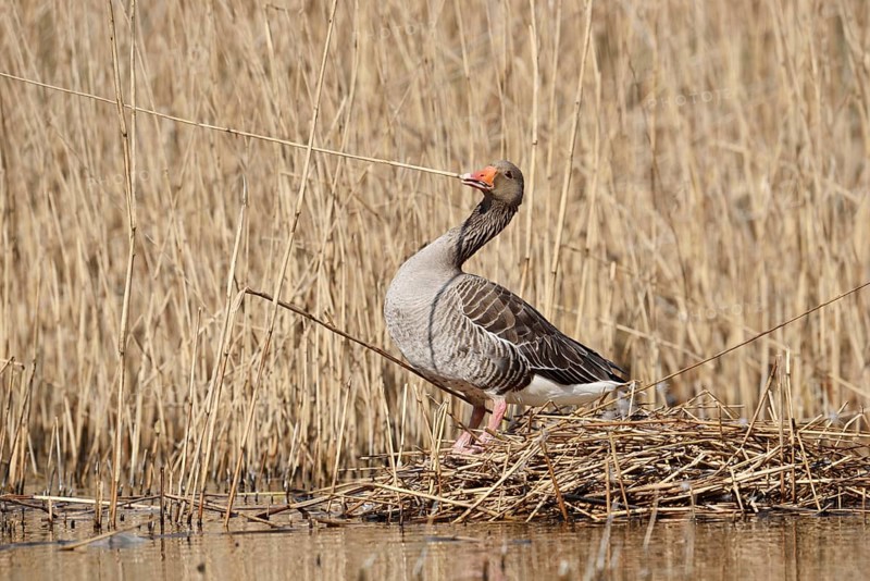 Greylag goose (Anser anser) building a nest in the reeds, North Rhine-Westphalia, Germany