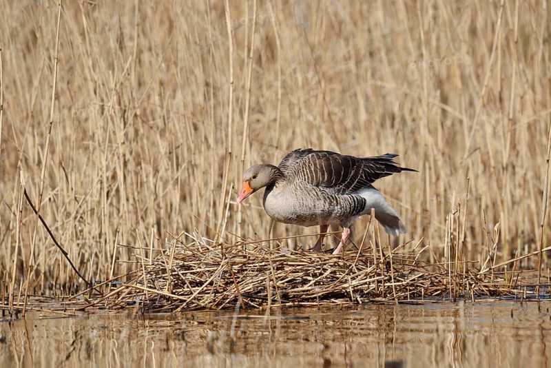 Greylag goose (Anser anser) on the nest in the reeds, North Rhine-Westphalia, Germany