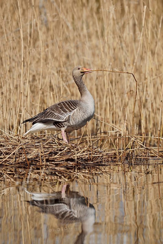 Greylag goose (Anser anser) building a nest in the reeds, North Rhine-Westphalia, Germany