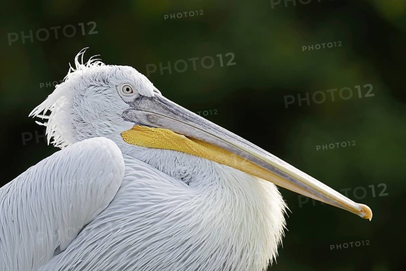 Dalmatian Pelican (Pelecanus crispus), portrait, Lake Kerkini, Central Macedonia, Greece