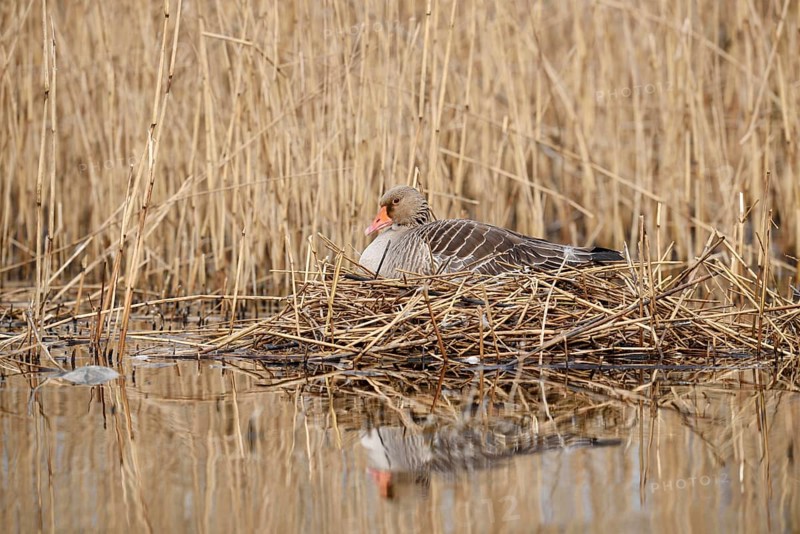 Greylag goose (Anser anser) sitting brooding on the nest in the reeds, North Rhine-Westphalia, Germany
