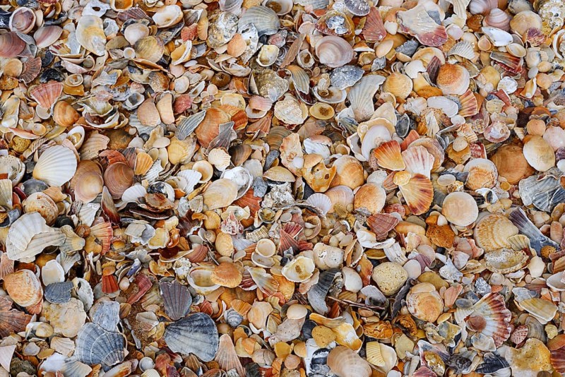Different mussel shells on the beach, Algarve, Portugal