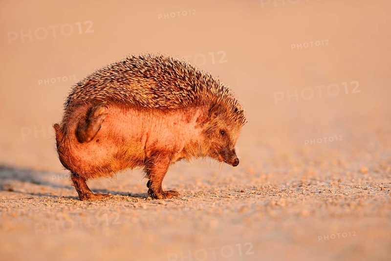 Brown-breasted hedgehog or Western European hedgehog (Erinaceus europaeus) scratching itself, North Rhine-Westphalia, Germany