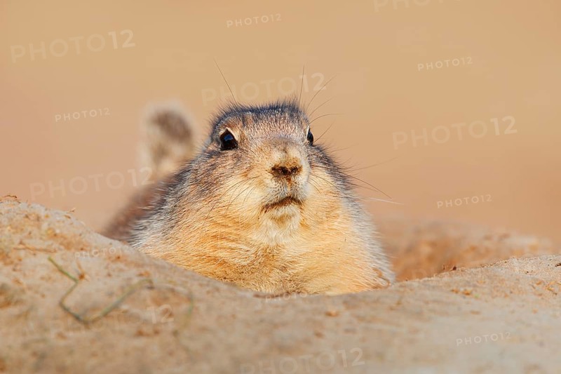 Black-tailed prairie dog (Cynomys ludovicianus) looking out of its den, North America