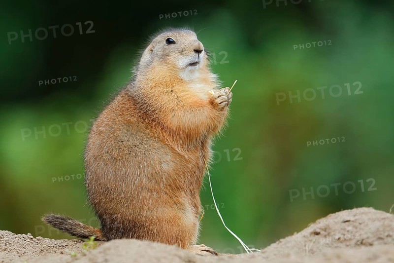 Black-tailed prairie dog (Cynomys ludovicianus) eating a blade of grass, North America