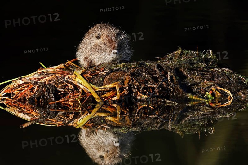Nutria or swamp beaver (Myocastor coypus), juvenile, North Rhine-Westphalia, Germany, neozoon in Europe