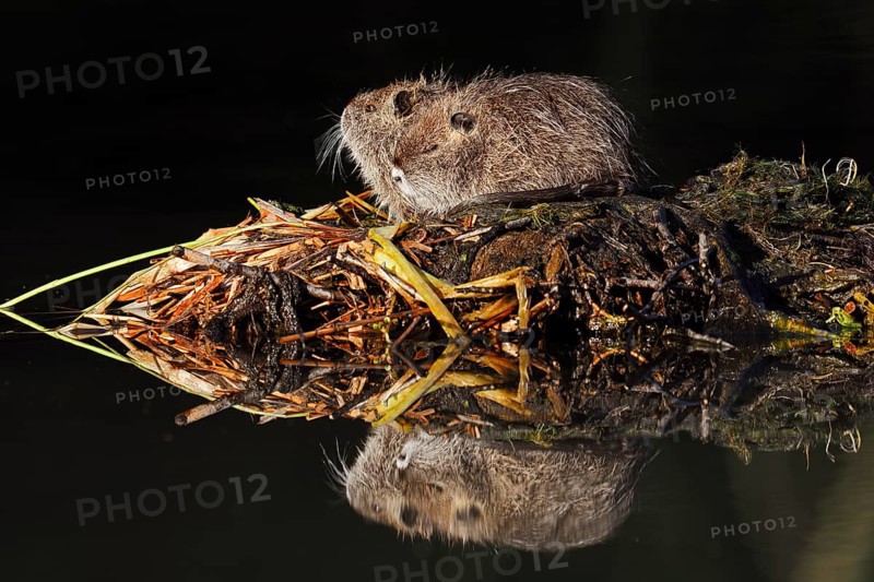 Nutria or swamp beaver (Myocastor coypus), young animals, North Rhine-Westphalia, Germany, neozoon in Europe