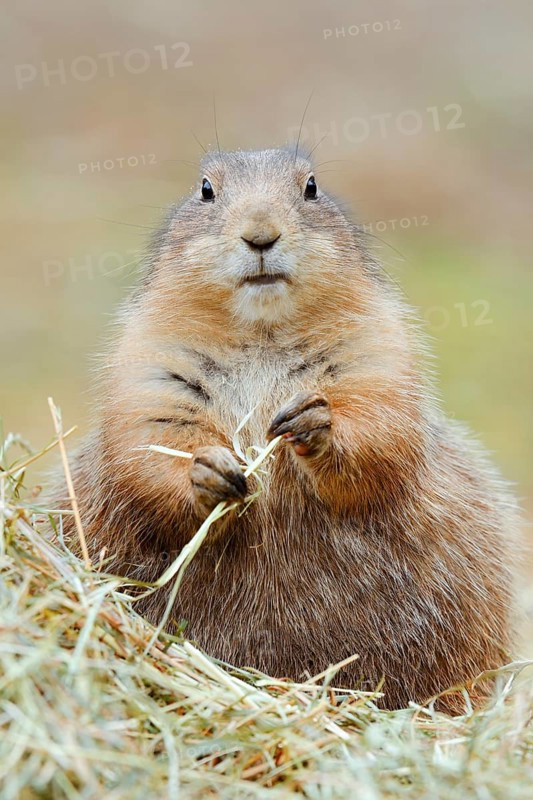 Black-tailed prairie dog (Cynomys ludovicianus) eats blades of grass, North America