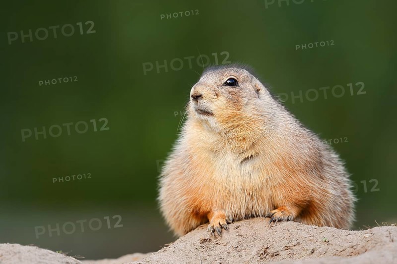 Black-tailed prairie dog (Cynomys ludovicianus) at the den, North America
