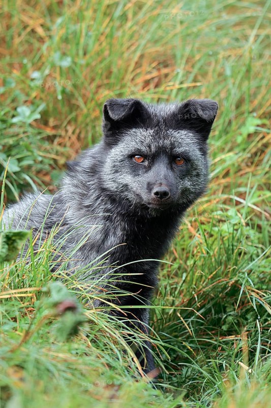 Red fox, silver phase or silver fox (Vulpes vulpes), captive, Germany