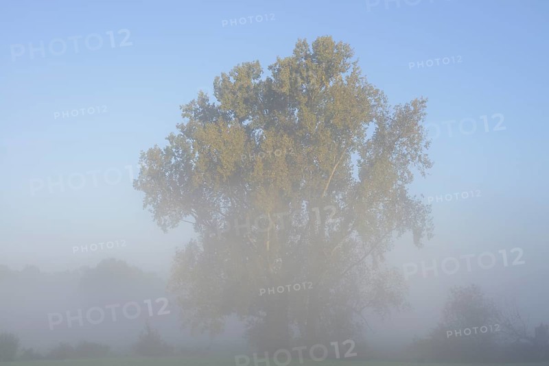 Bastard black poplar or Canada poplar (Populus ×canadensis, Populus ×euramericana) in the morning mist, North Rhine-Westphalia, Germany
