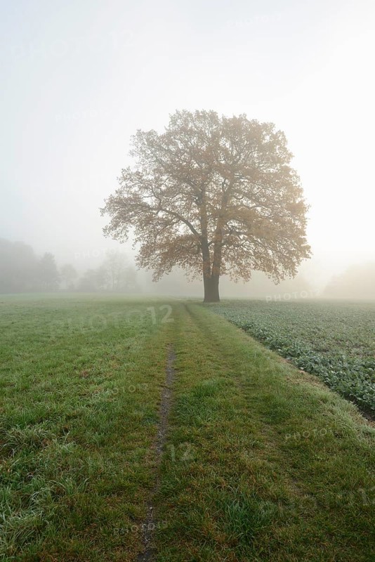 English oak (Quercus robur, Quercus pedunculata) on a field path in the morning mist, North Rhine-Westphalia, Germany