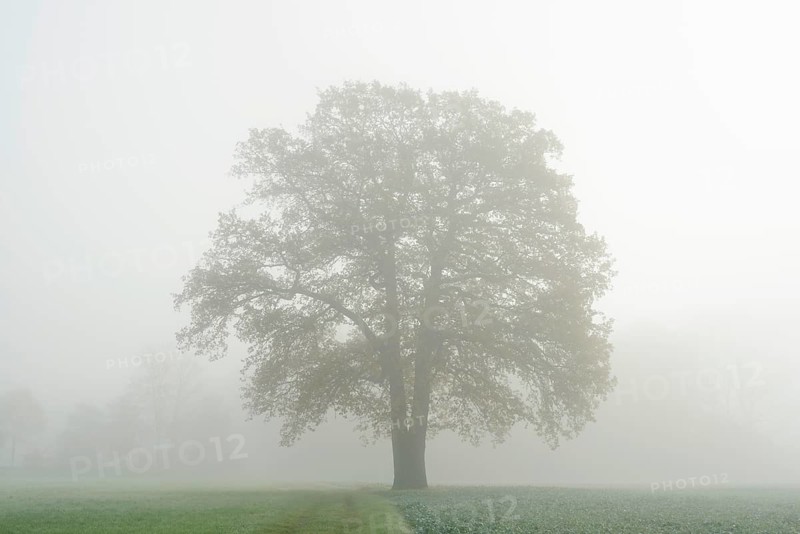 English oak (Quercus robur, Quercus pedunculata) in a field in the morning mist, North Rhine-Westphalia, Germany