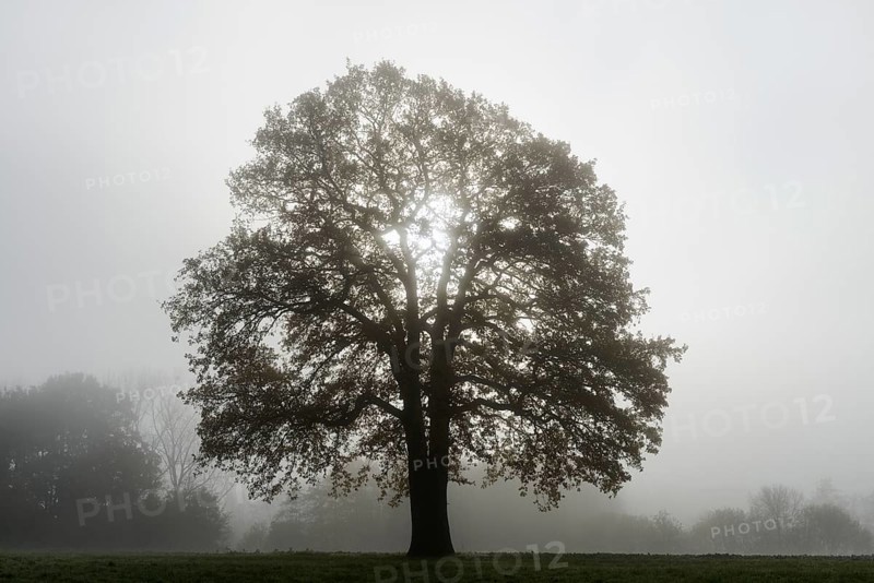 English oak (Quercus robur, Quercus pedunculata) in fog, North Rhine-Westphalia, Germany