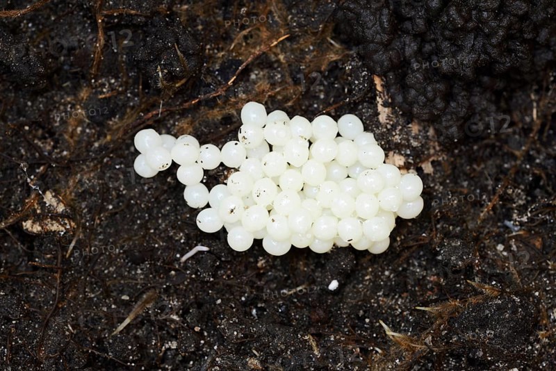 Red slug (Arion rufus), clutch, eggs, North Rhine-Westphalia, Germany