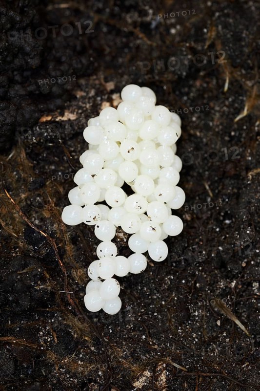 Red slug (Arion rufus), clutch, eggs, North Rhine-Westphalia, Germany