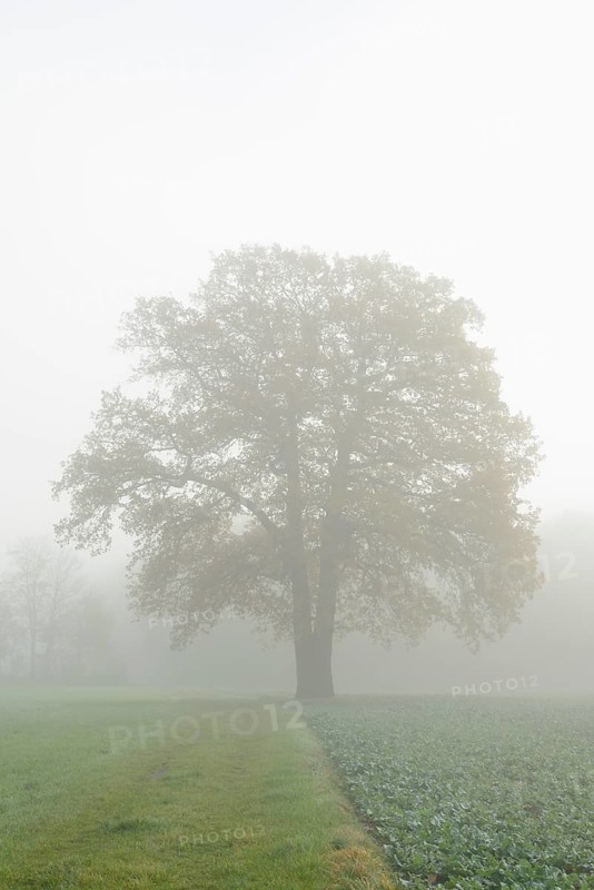 English oak (Quercus robur, Quercus pedunculata) in a field in the morning mist, North Rhine-Westphalia, Germany