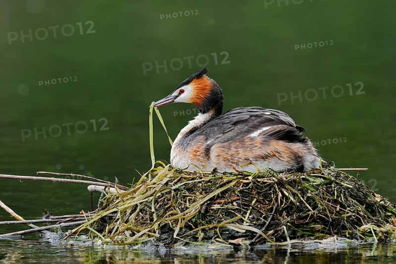 Great Crested Grebe (Podiceps scalloped ribbonfish) with nesting material in its beak sitting brooding on the nest, North Rhine-Westphalia, Germany
